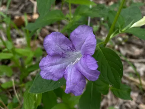 Limestone wild petunia