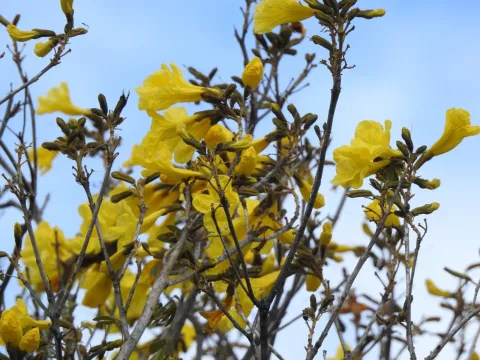 Handroanthus