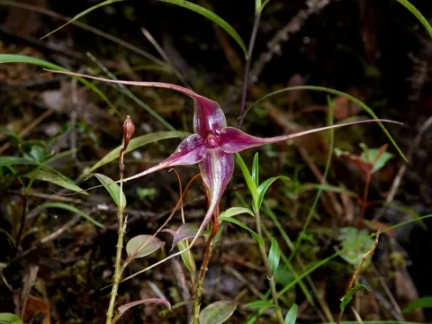 Brachionidium