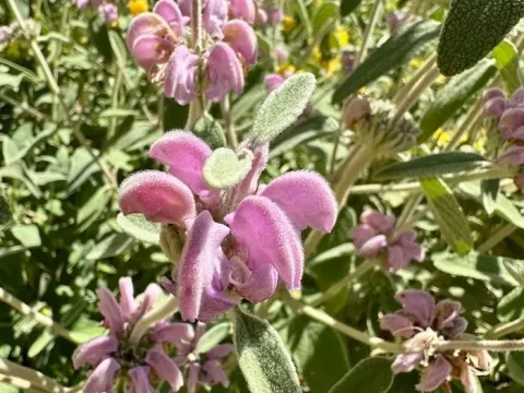 Phlomis syriaca