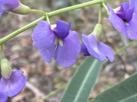 Hardenbergia