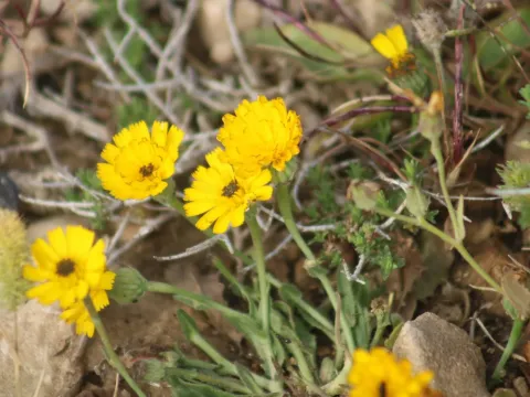 Picris amalecitana