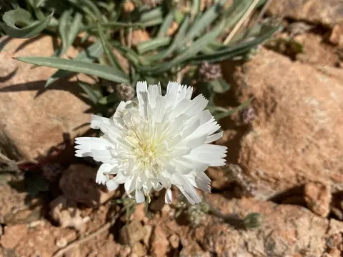 Picris asplenioides