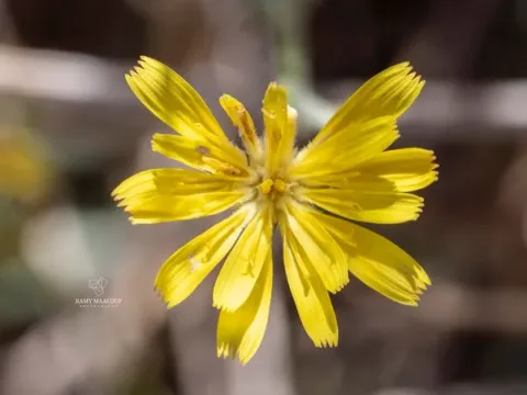 Горлюха щетинистая