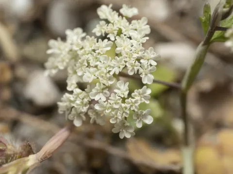 Cretan Burnet Saxifrage