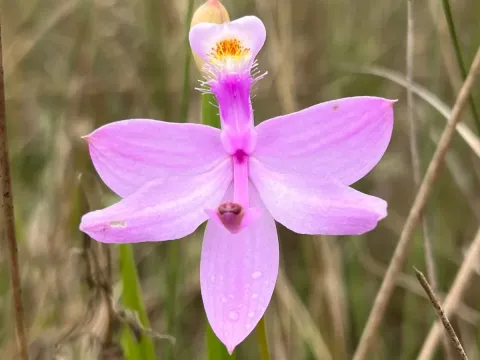 Calopogon