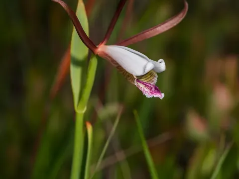 Cleistesiopsis
