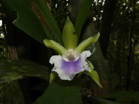 Cochleanthes