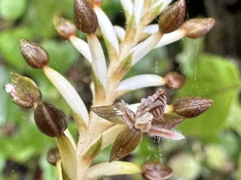 Cranichis