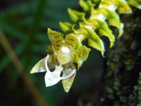 Dichaea