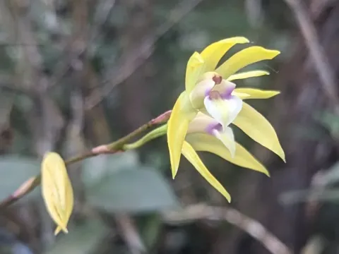 Dilomilis