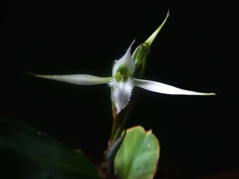 Eltroplectris