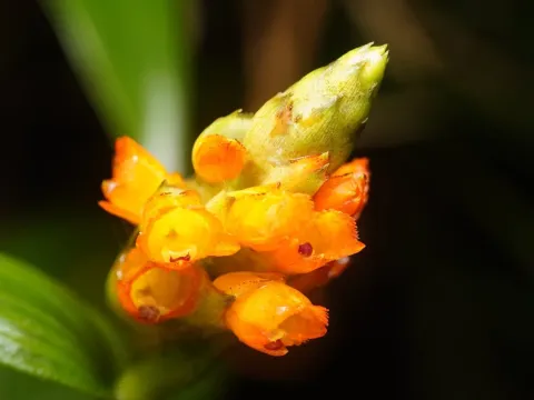 Elleanthus