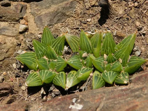 Haworthia