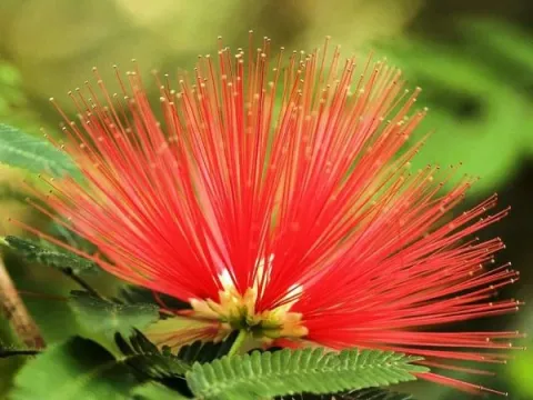 Calliandra