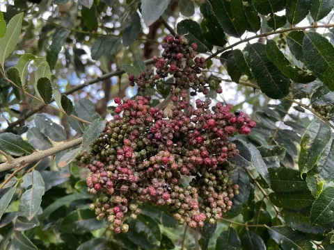 Zanthoxylum rhoifolium