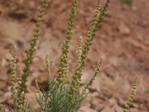 Reseda muricata