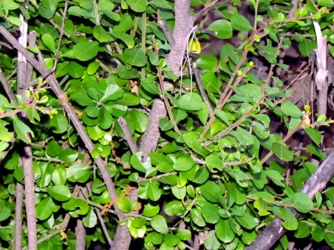 Lebanese buckthorn