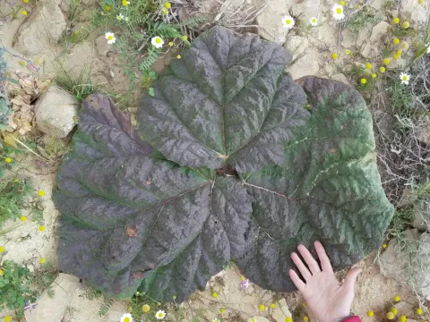 Palestine rhubarb