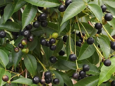 Vitex orinocensis