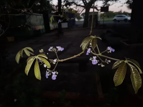 Витекс цимоза