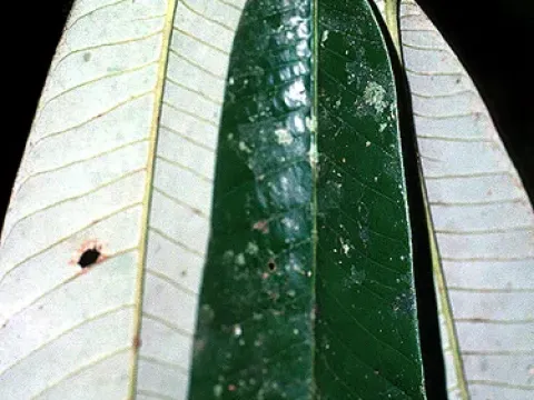 Virola pavonis