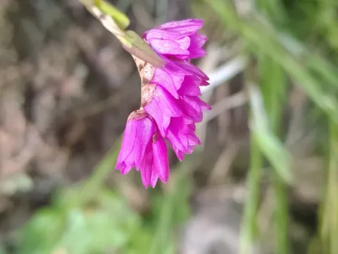 Isochilus