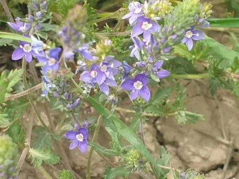 Oriental speedwell