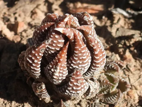 Haworthiopsis