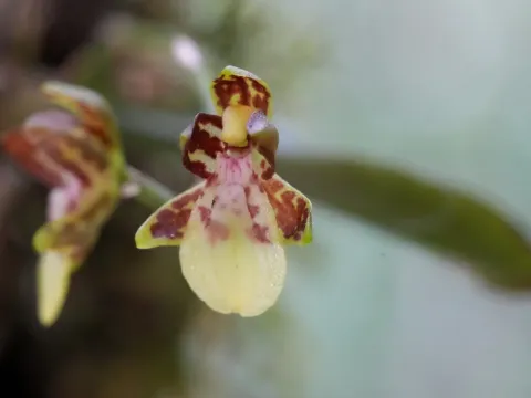 Леохилюс