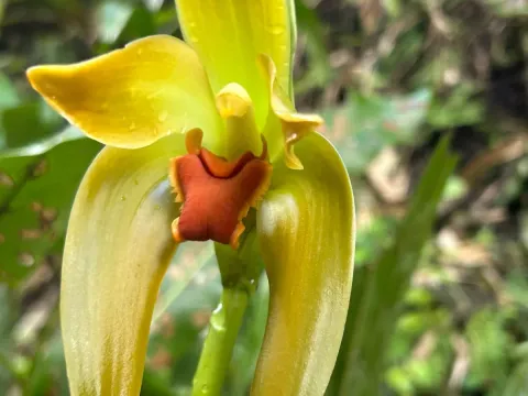 Sudamerlycaste