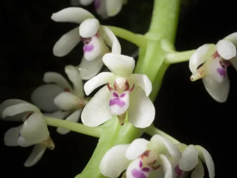 Macradenia