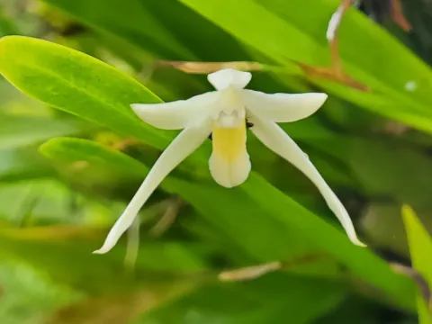 Nidema