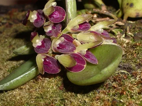 Acianthera appendiculata