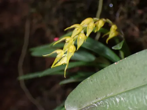 Specklinia
