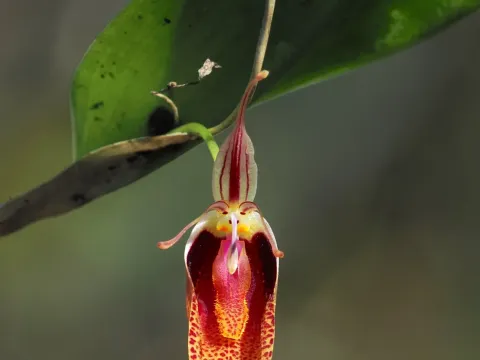 Restrepia