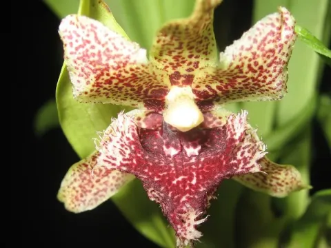 Kefersteinia
