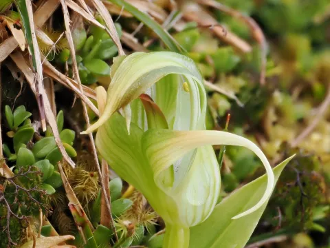 Pterostylis