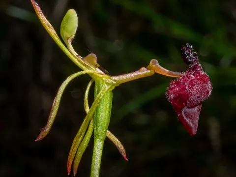 Drakaea