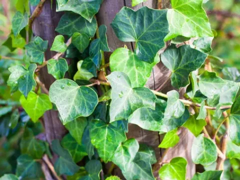 Crimean ivy
