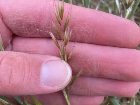 Schell's oat-grass