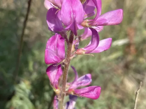 Hedysarum ucrainicum