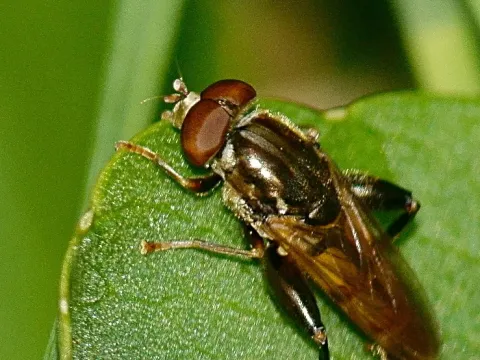 Tropidia
