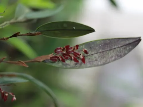 Trichosalpinx