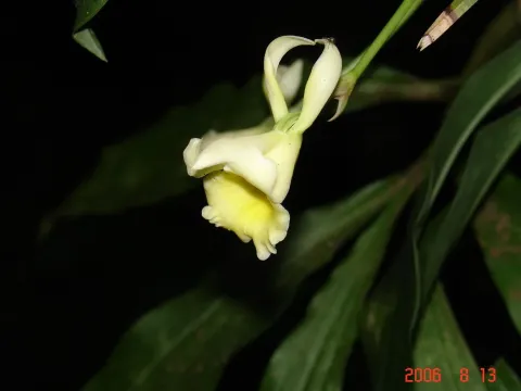 Stenotyla