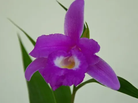 Sobralia