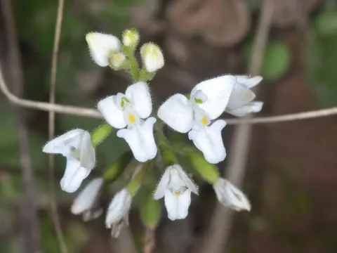 Ponthieva