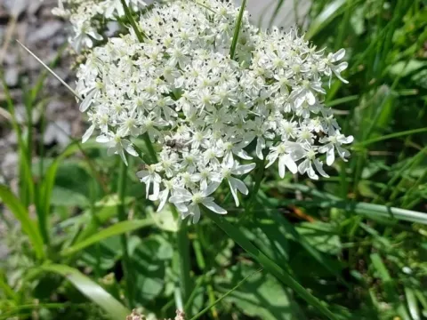 Carpathian hogweed