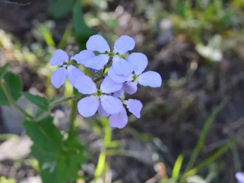 Hesperis steveniana