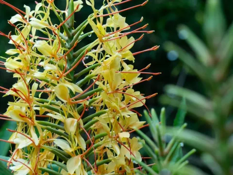 Hedychium